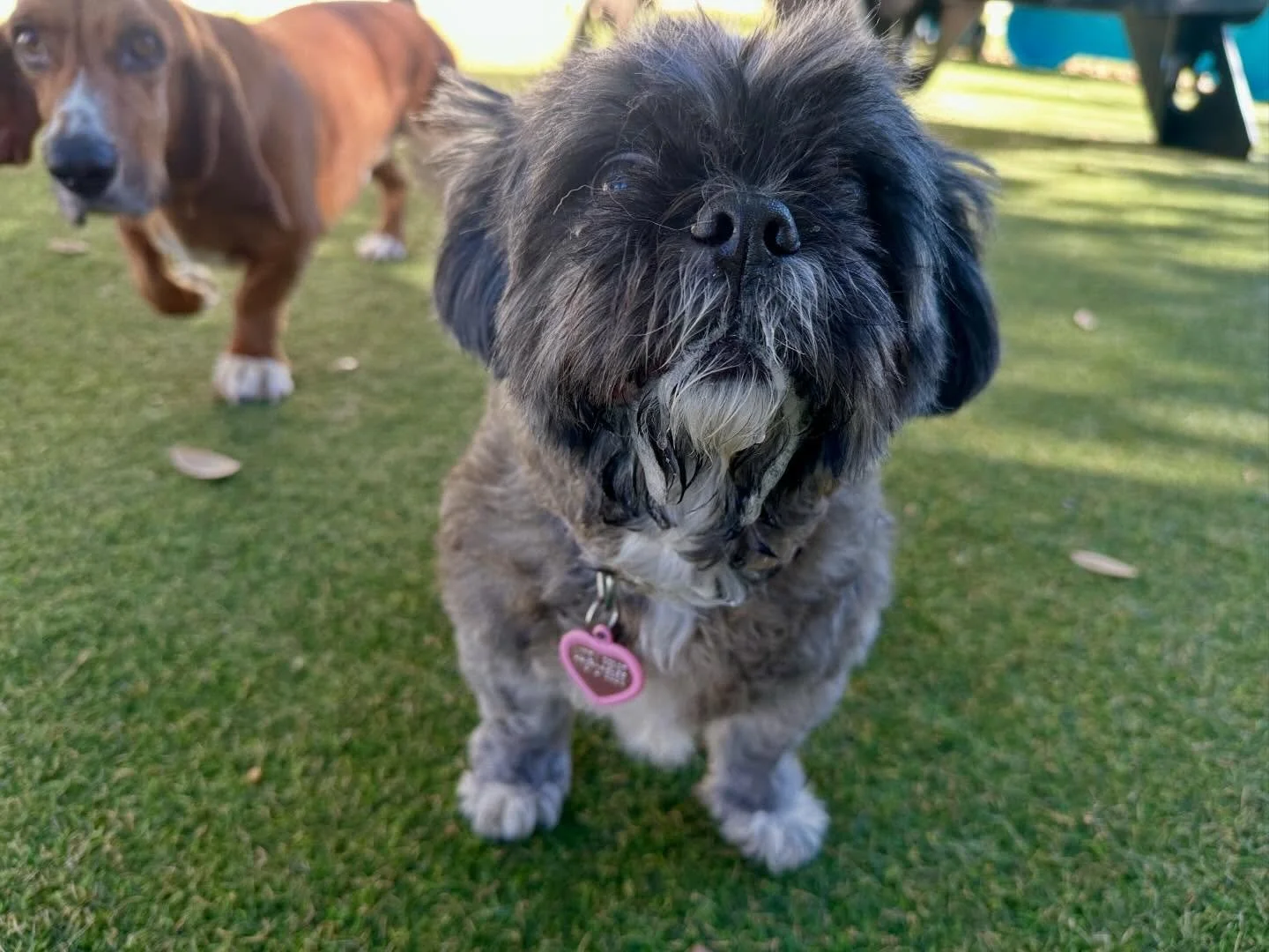 Sunday is filled with FUN! 🤩 We have a new friend joining us! Please say hi to Mia! Welcome to the pack 💖🐾