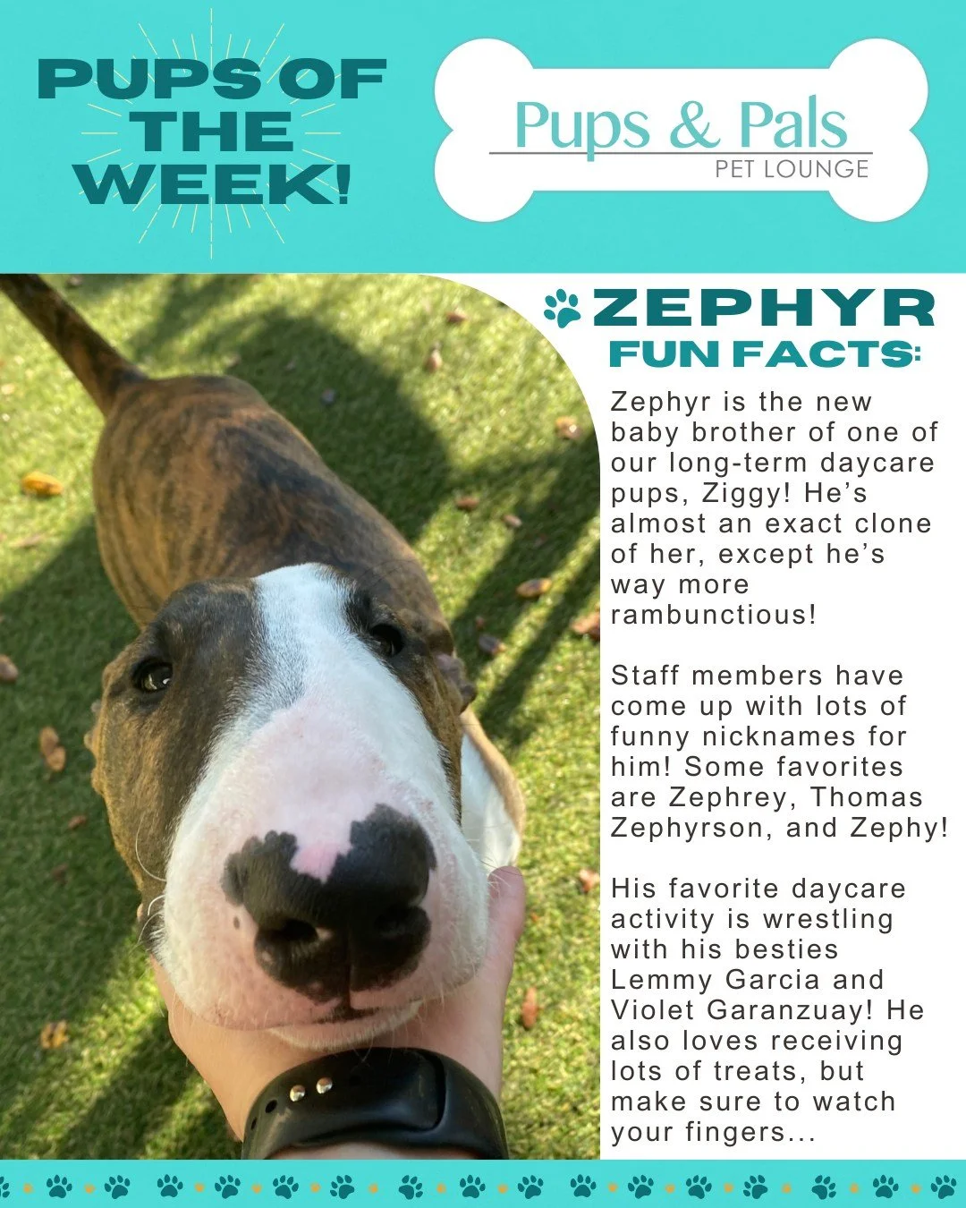 🐾💙 Check out this week's Pup of the Week: Zephyr! 💙🐾