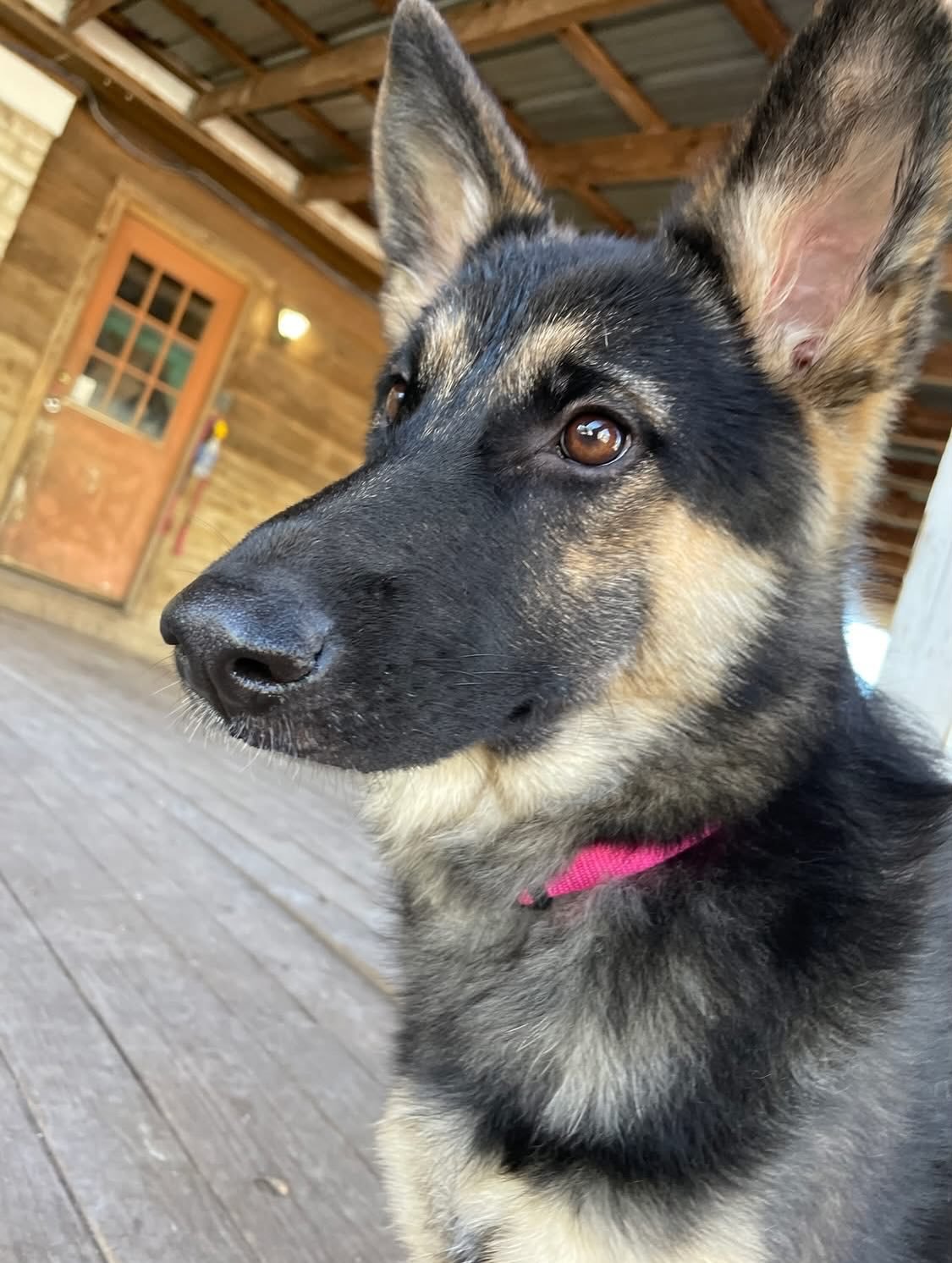 Happy Tuesday everybody!🐾 Today we&rsquo;re welcoming this little cutie patootie named Maggie! 🐶🥰