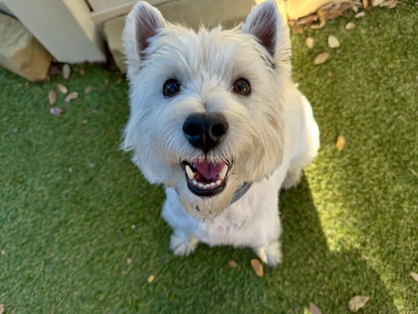 Only 16 more days left until Christmas! 🎄✨ To do a mini celebration we want to introduce a new member of the pack! Apollo is here and can&rsquo;t wait to spend the holidays with us! ❤️🎅🏼