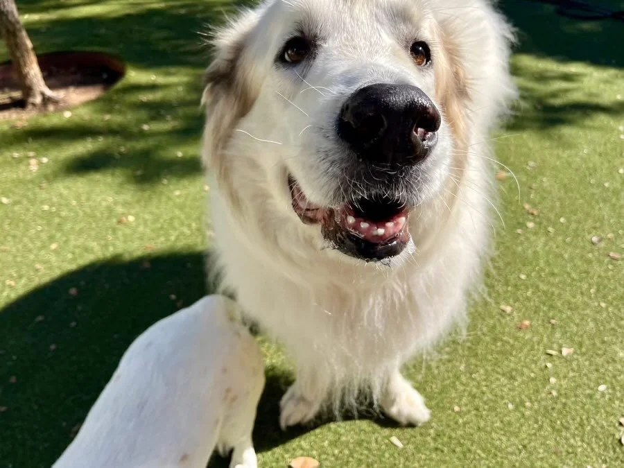Look at all of these adorable smiling faces! Everyone must be so excited to meet The Grinch today! 😄🎄

#dogdaycareatx #doggydaycare #pupsandpalssouthpark #pupsandpalspetlounge