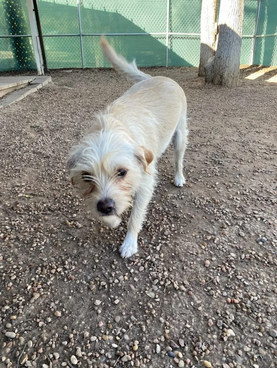 We&rsquo;re welcoming a new friend on this beautiful Thursday! Everyone say hello to the sweet little Mochi 🥰🐶