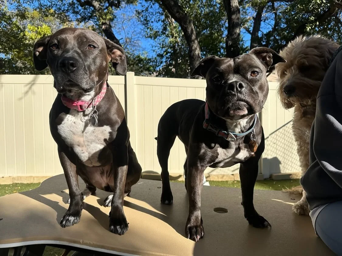 Happy Thursday y&rsquo;all! 🥰🐾

#dogdaycareatx #doggydaycare #pupsandpalssouthpark #pupsandpalspetlounge