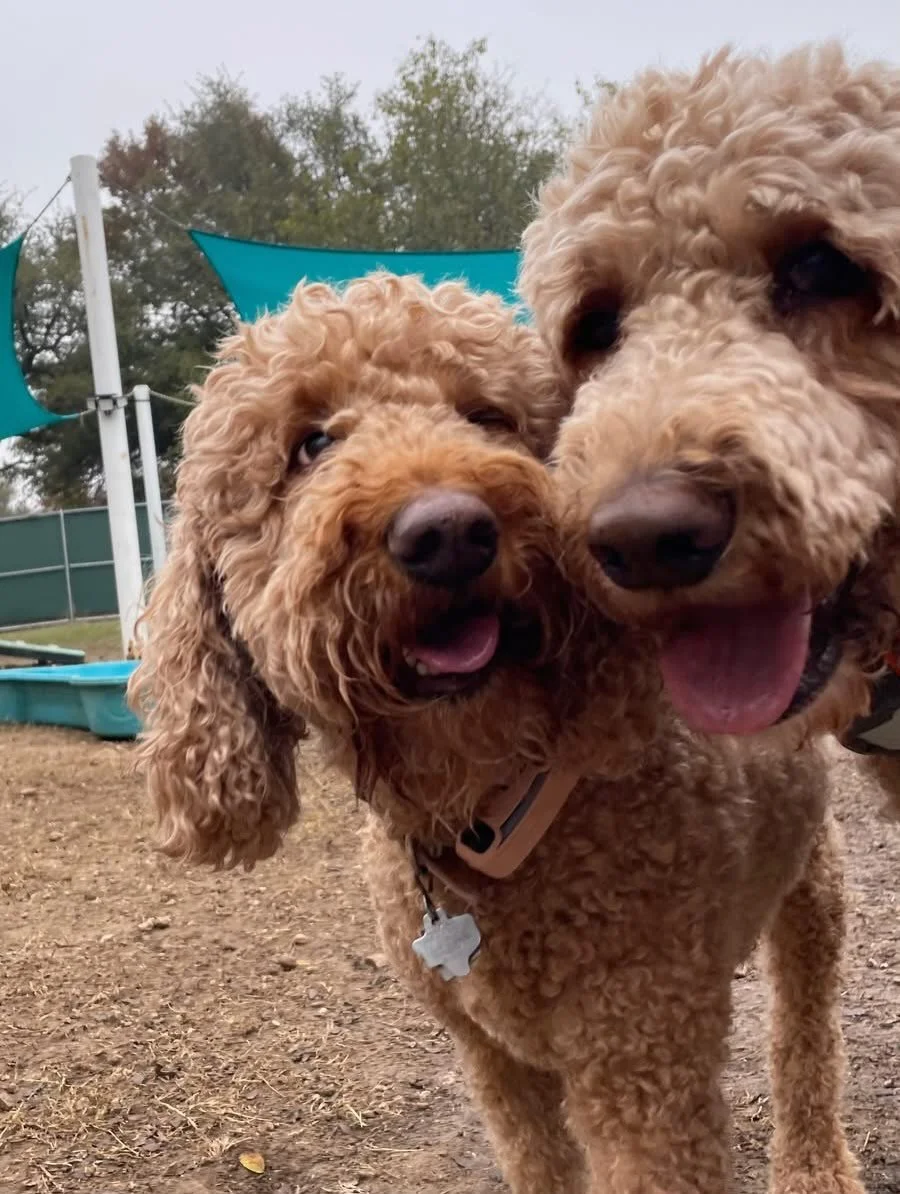 We&rsquo;re kicking off the weekend with puppy snuggles and silly Friday energy 🎉🐶
