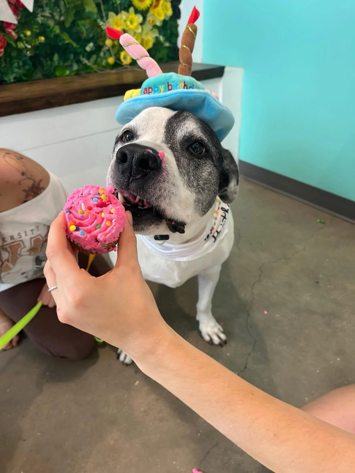 Such a special day today! We are celebrating cooper&rsquo;s 10th birthday today! We wish you the bestest day today 🎂❤️