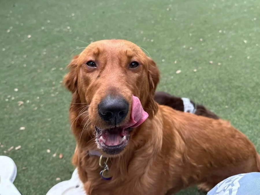 Hey y&rsquo;all! Two adorable new pups joined our pack today! 🐶🐾 Say hello to Ruby and Pluto!

#dogdaycareatx #doggydaycare #pupsandpalssouthpark #pupsandpalspetlounge