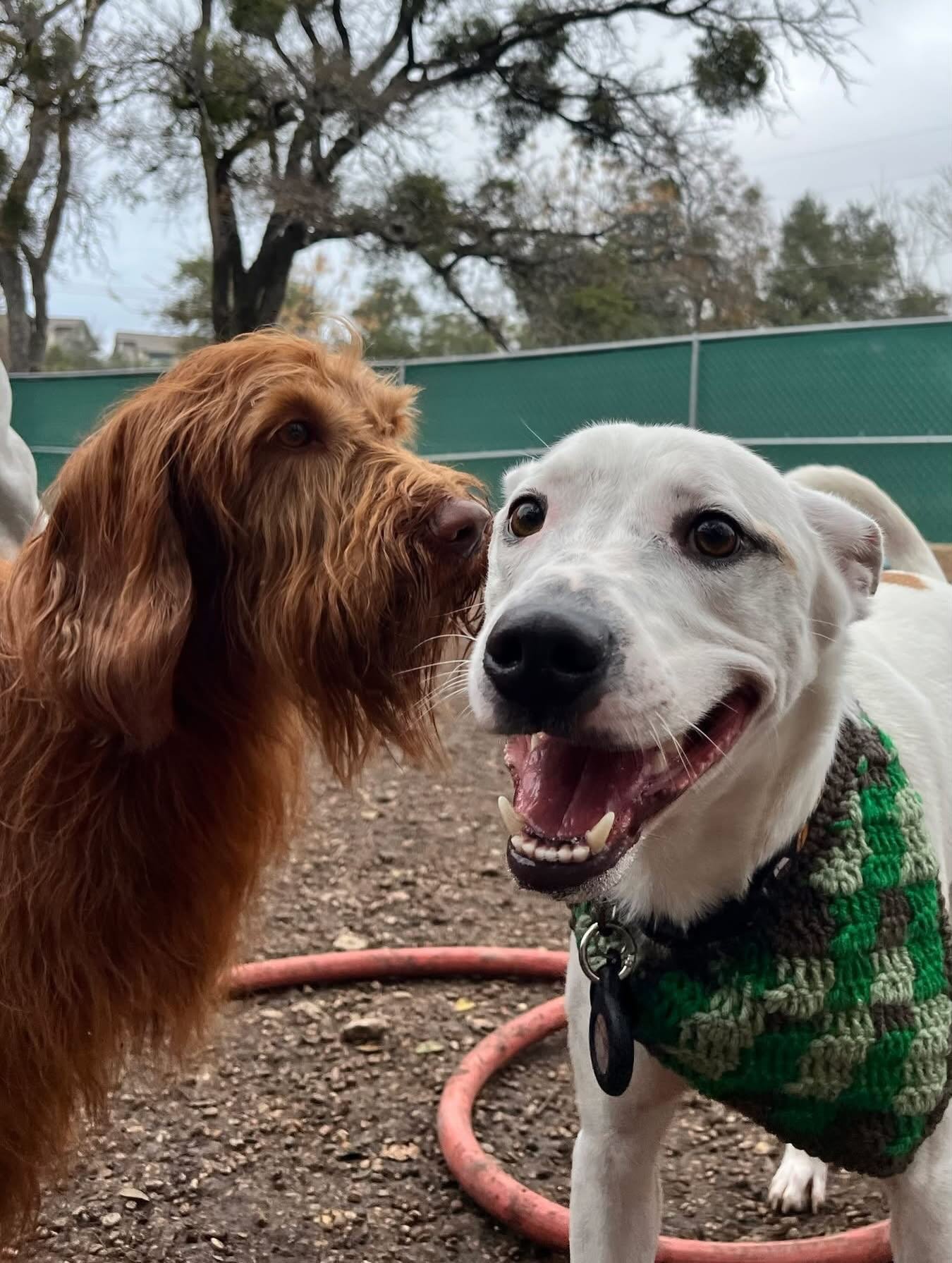 And the cutest smile goes to&hellip;ALL Pups And Pals attendees!🎉🥳 Everyone is clearly so excited to tell y&rsquo;all about our new friends! Please join us in a big welcome wag to Topper and Winnie!🐕 Happy Saturday!🐾🩵