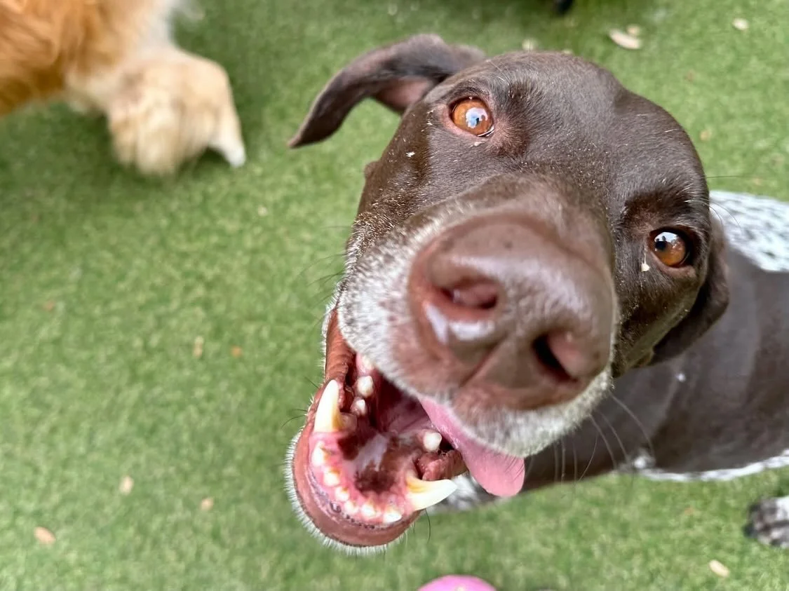 Say cheese! 🧀 😁🐾