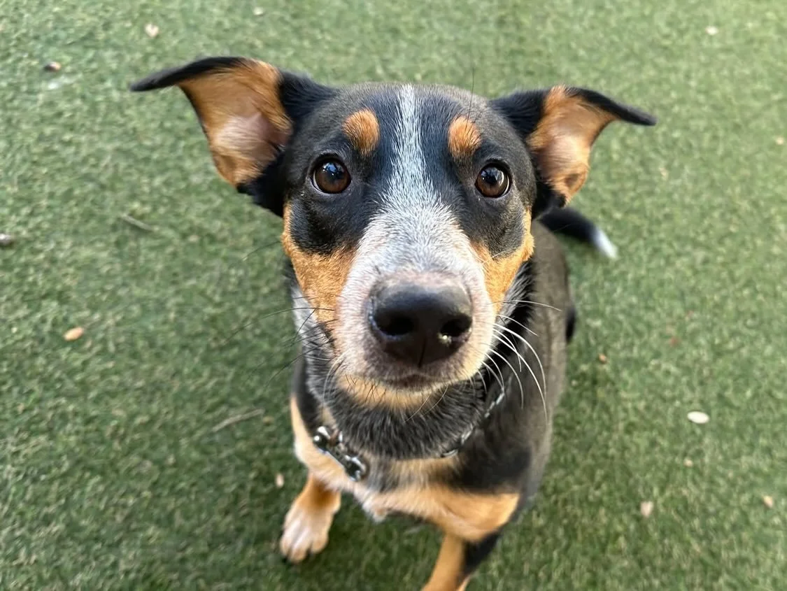 A new day today, tomorrow is a new year! 2025 you have treated us so well! We want to thank all the pups and pals family for sticking around with us for all these years! 🐶🩵 We love you and all your pups and can&rsquo;t wait to spend this next year 