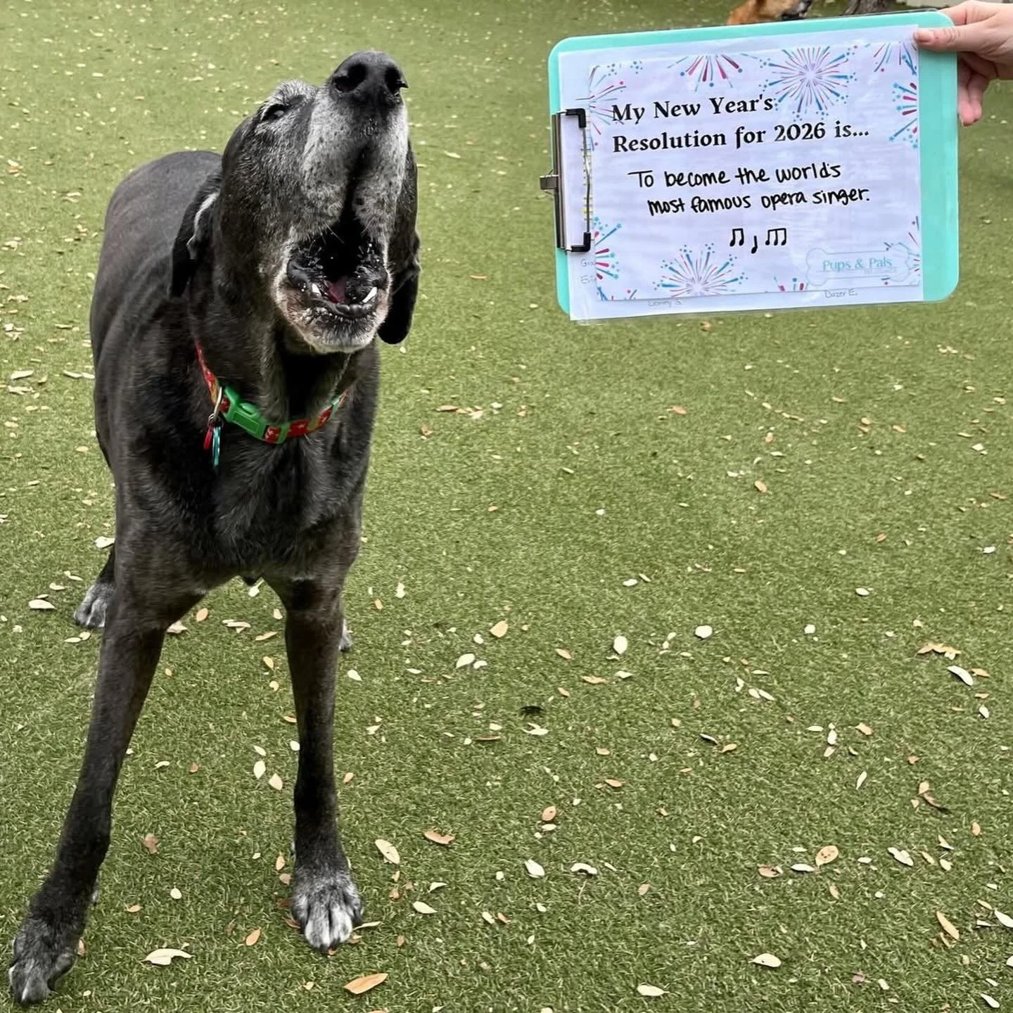 BOW WOW! Our pups are ringing in the new year with some resolutions of their own! 🩵