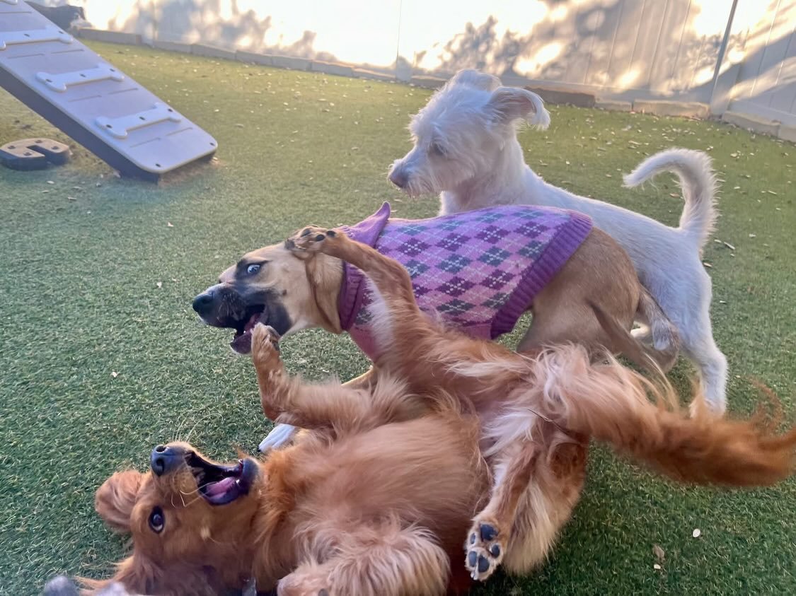 Doggy daycare is the best place to make a new best friend! 😆

#pupsandpalspetlounge #pupsandpalssouthpark #doggydaycare #dogdaycareatx