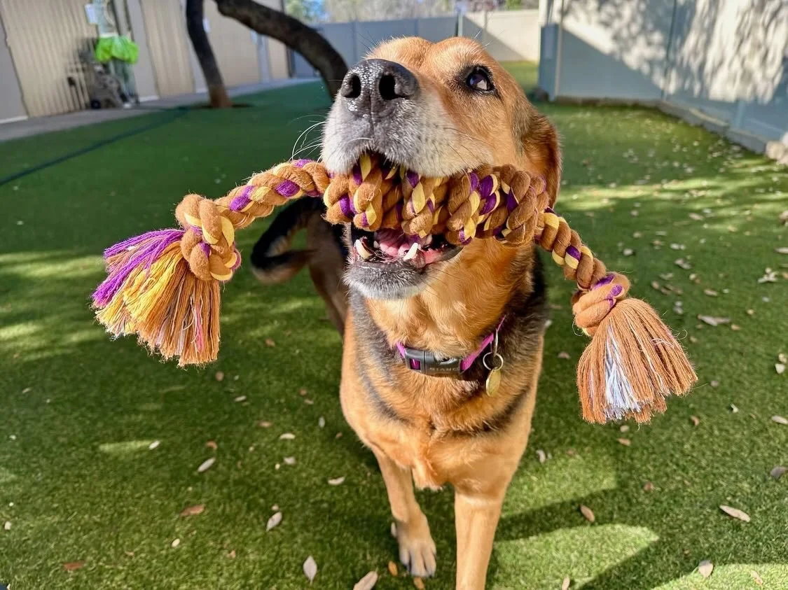Happy Sunday y&rsquo;all! Look at all these cutie patooties! 🤩🩵

#dogdaycareatx #doggydaycare #pupsandpalssouthpark #pupsandpalspetlounge