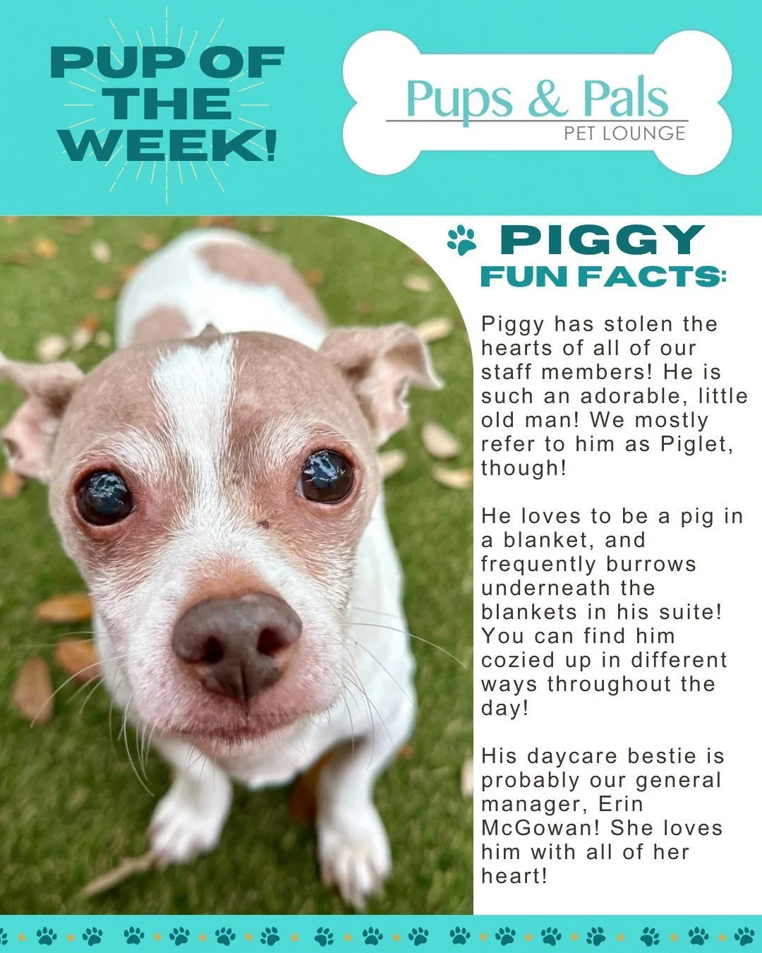 🐾💙 Check out this week's Pup of the Week: Piggy! 💙🐾