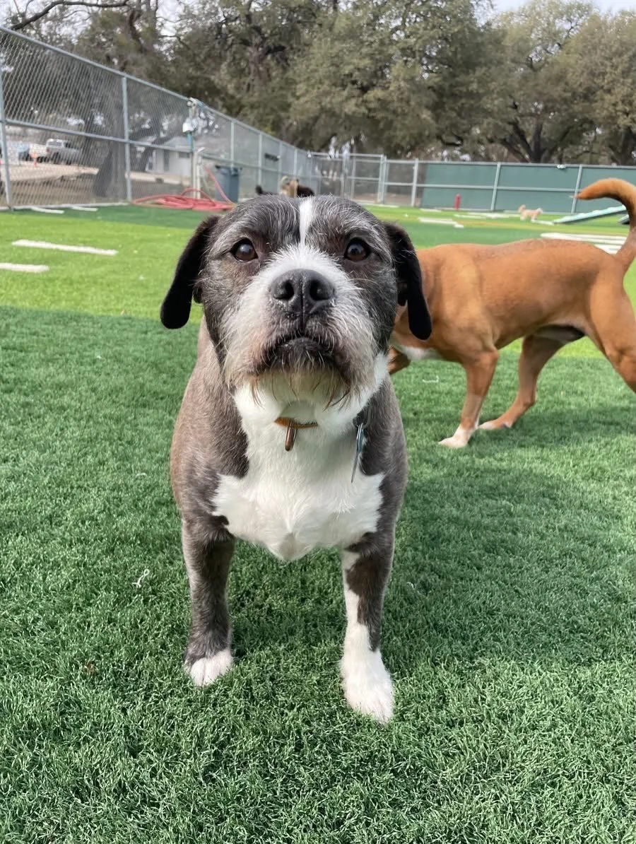 ⚠️ CAUTION: CUTENESS OVERLOAD ⚠️ 

Introducing: Chromeo 🩵 

This sweet angel pup is stealing hearts of staff and his play group pals!