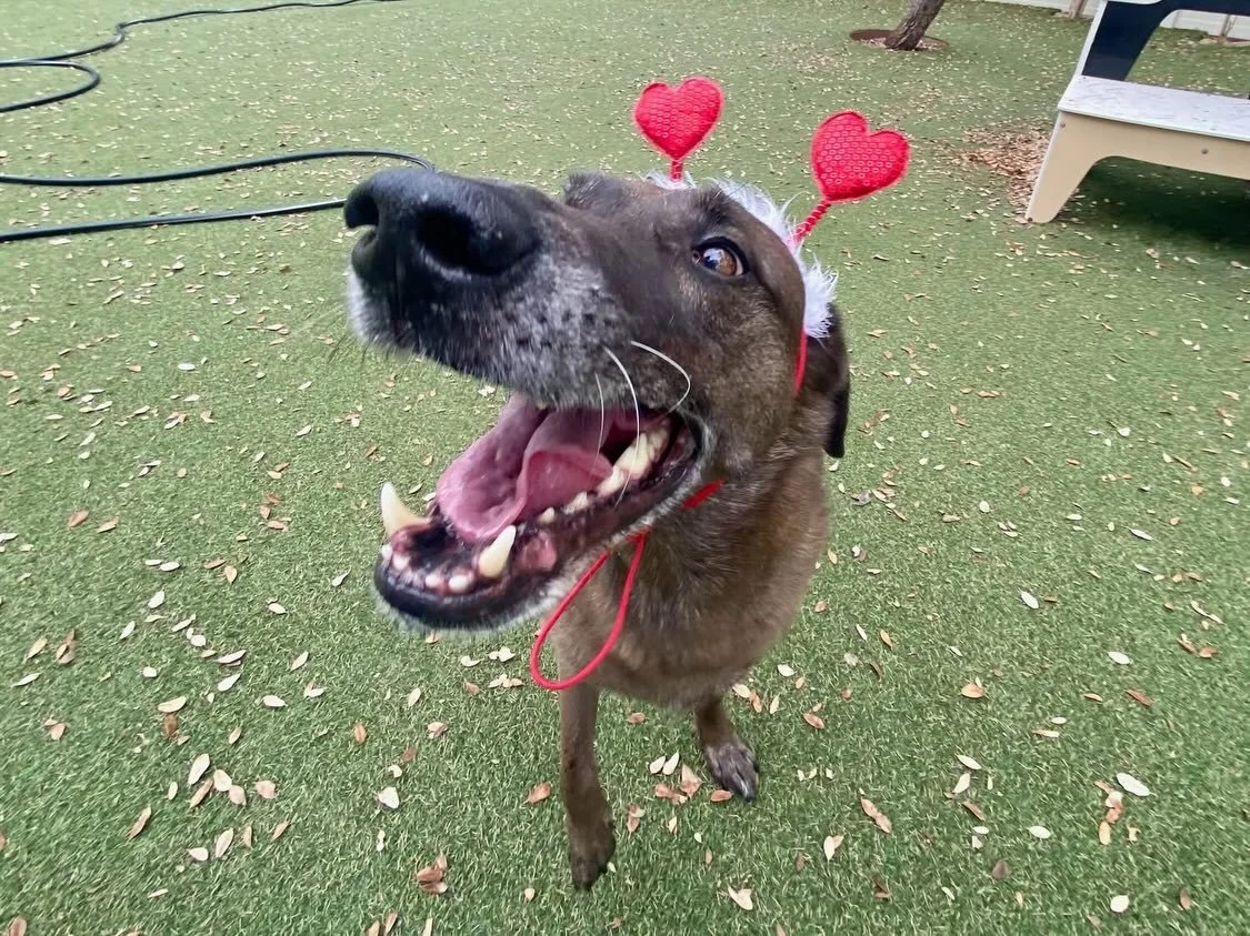 Happy Valentine&rsquo;s Day! 😍❣️ Everyone is sharing the love with new pup Remy today! We&rsquo;re also wishing a happy birthday to Zuzu and Leo on this special day! 💌

#dogdaycareatx #doggydaycare #pupsandpalssouthpark #pupsandpalspetlounge
