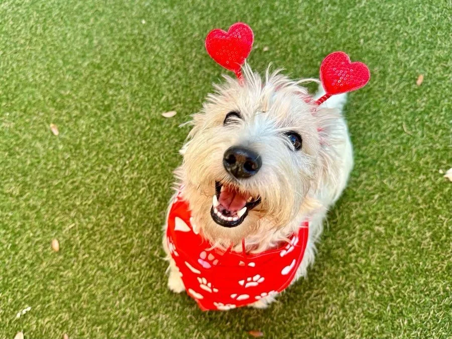 Love, love, LOVE these adorable pups! 🐾🥰❤️