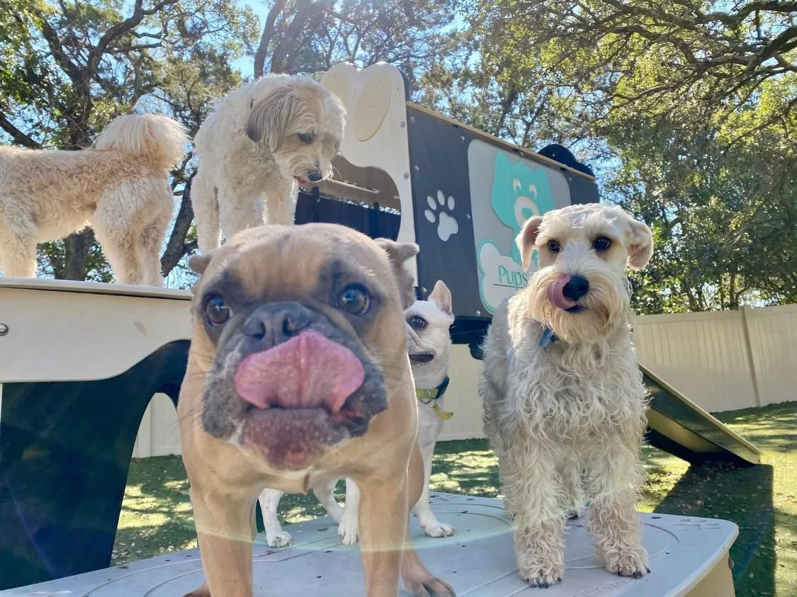 Hello and Happy Monday! 

Please say Happy Birthday to Miss Ruby! 💖🎂