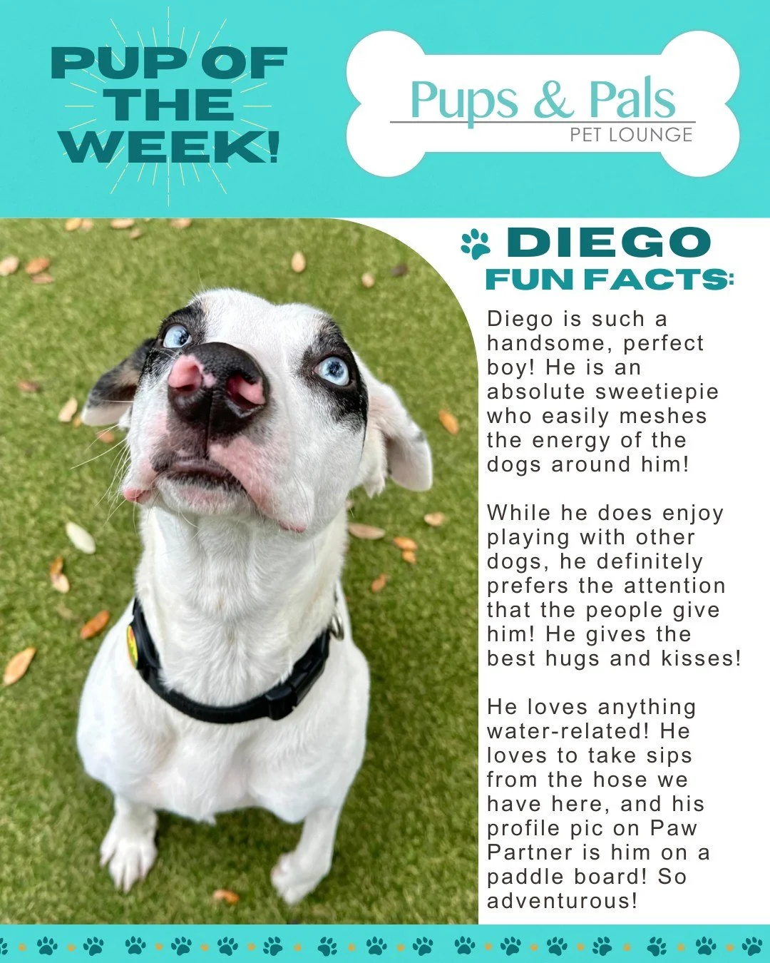 🐾💙 Check out this week's Pup of the Week: Diego! 💙🐾