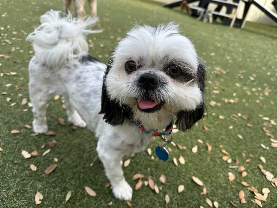 Happy Tuesday! 🩵🐾 Let&rsquo;s give a warm welcome to new pups Bella and Paulie!

#dogdaycareatx #doggydaycare #pupsandpalssouthpark #pupsandpalspetlounge