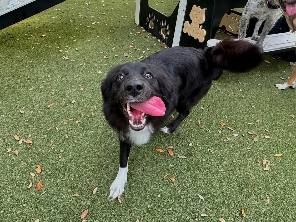 It&rsquo;s Wednesday y&rsquo;all and we&rsquo;re welcome three new pups to the pack! 😄 Say hi to Maya, Camila, and Canela! 🐾

#dogdaycareatx #doggydaycare #pupsandpalssouthpark #pupsandpalspetlounge