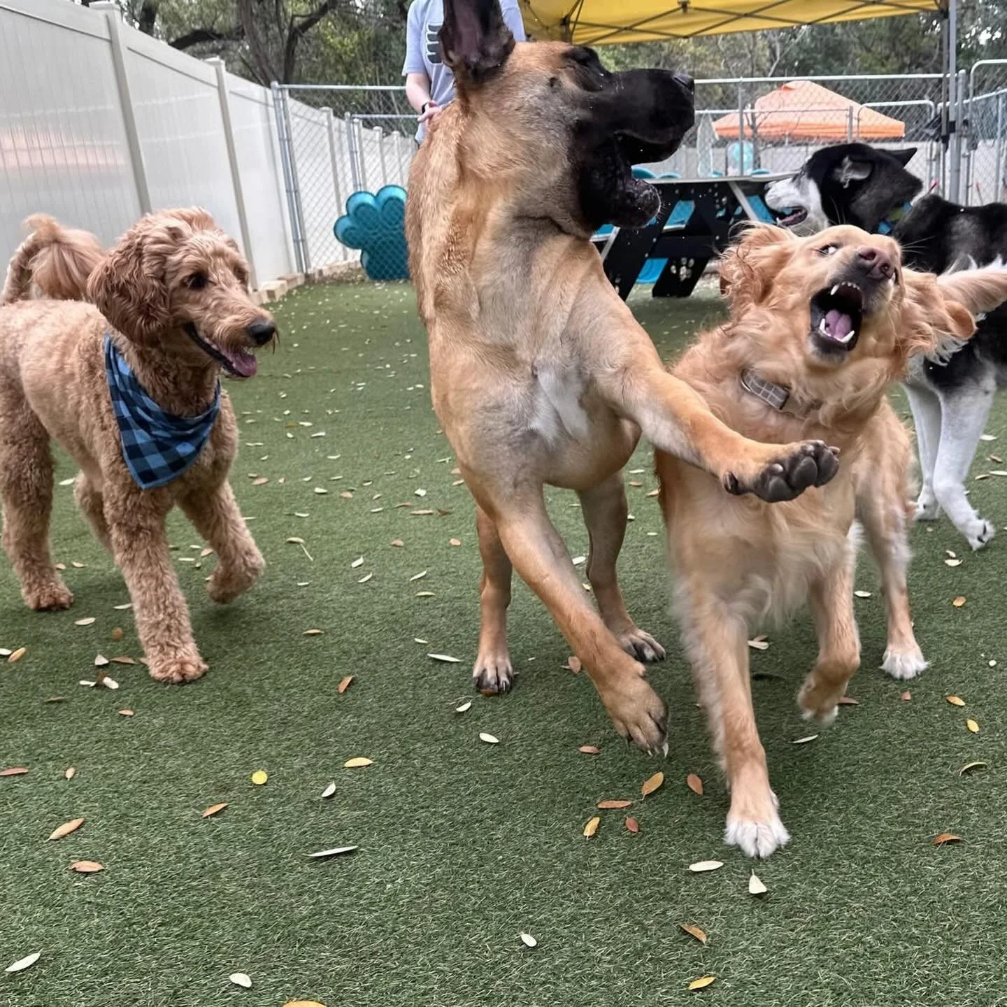 Everyday is Friday for these pups! 🌼🩵