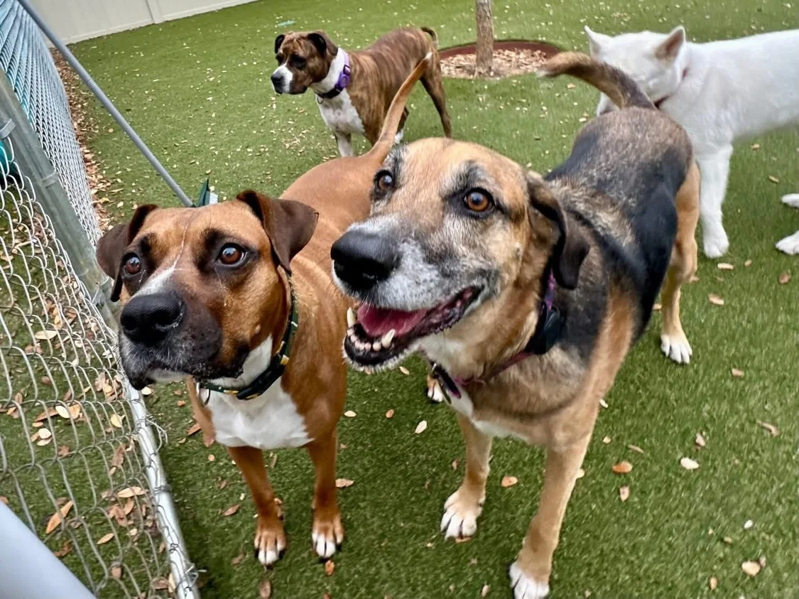 Happy Saturday everyone! 🤗 We&rsquo;re splashing through the rain today! ☔️🌧️

#dogdaycareatx #doggydaycare #pupsandpalssouthpark #pupsandpalspetlounge