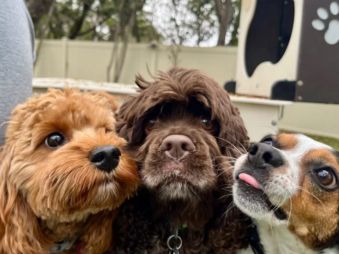 Happy Sunday! These pups create their own sunshine! 🐾