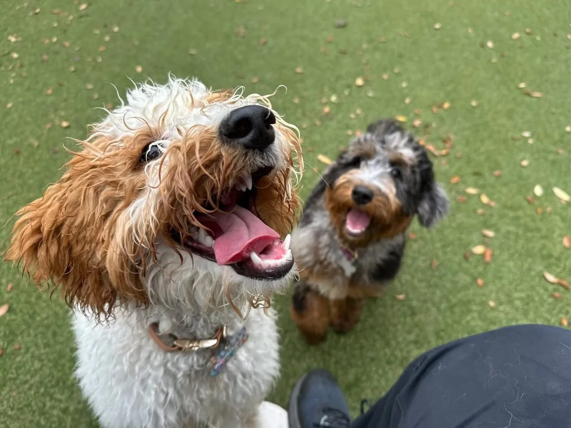 Hi y&rsquo;all and happy Monday! 😄 We&rsquo;re starting the week off strong with the CUTEST pups ever!

#dogdaycareatx #doggydaycare #pupsandpalssouthpark #pupsandpalspetlounge