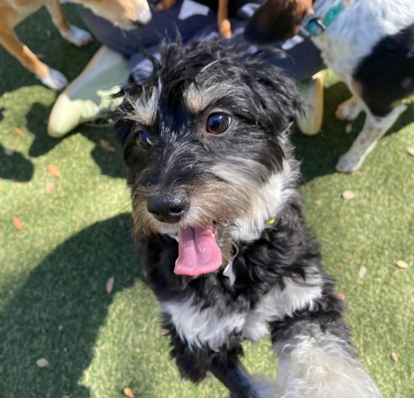 Thursday Shenanigans ☀️💛🐾