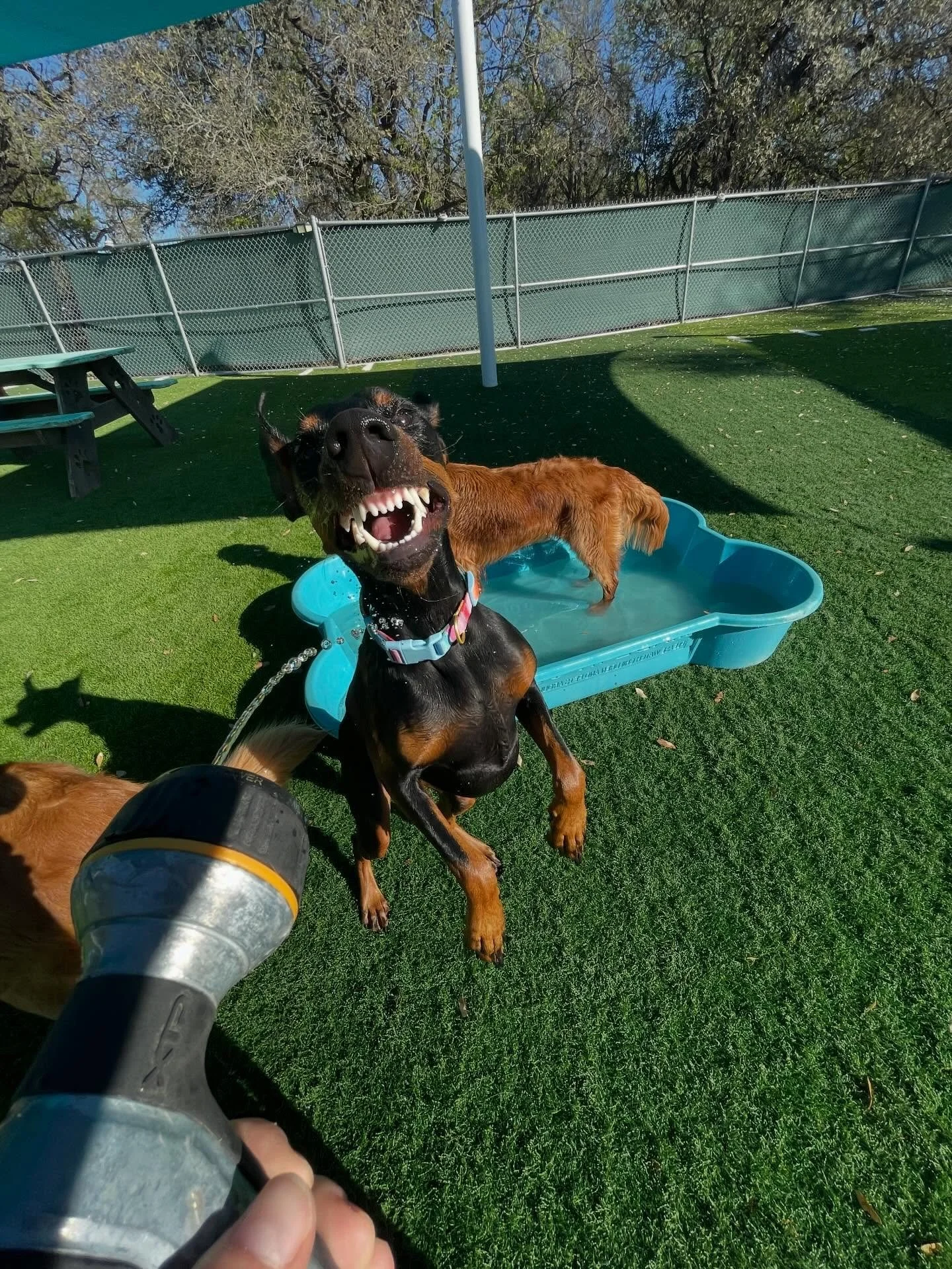 Jumping for joy that we&rsquo;re entering SPRING BREAKKKKK!! 

Here are some of the highlights of today&rsquo;s daycare photos! 📸

We&rsquo;re switching out to posting all of our daily photos to the Pups &amp; Pals app! We&rsquo;ll still post the hi
