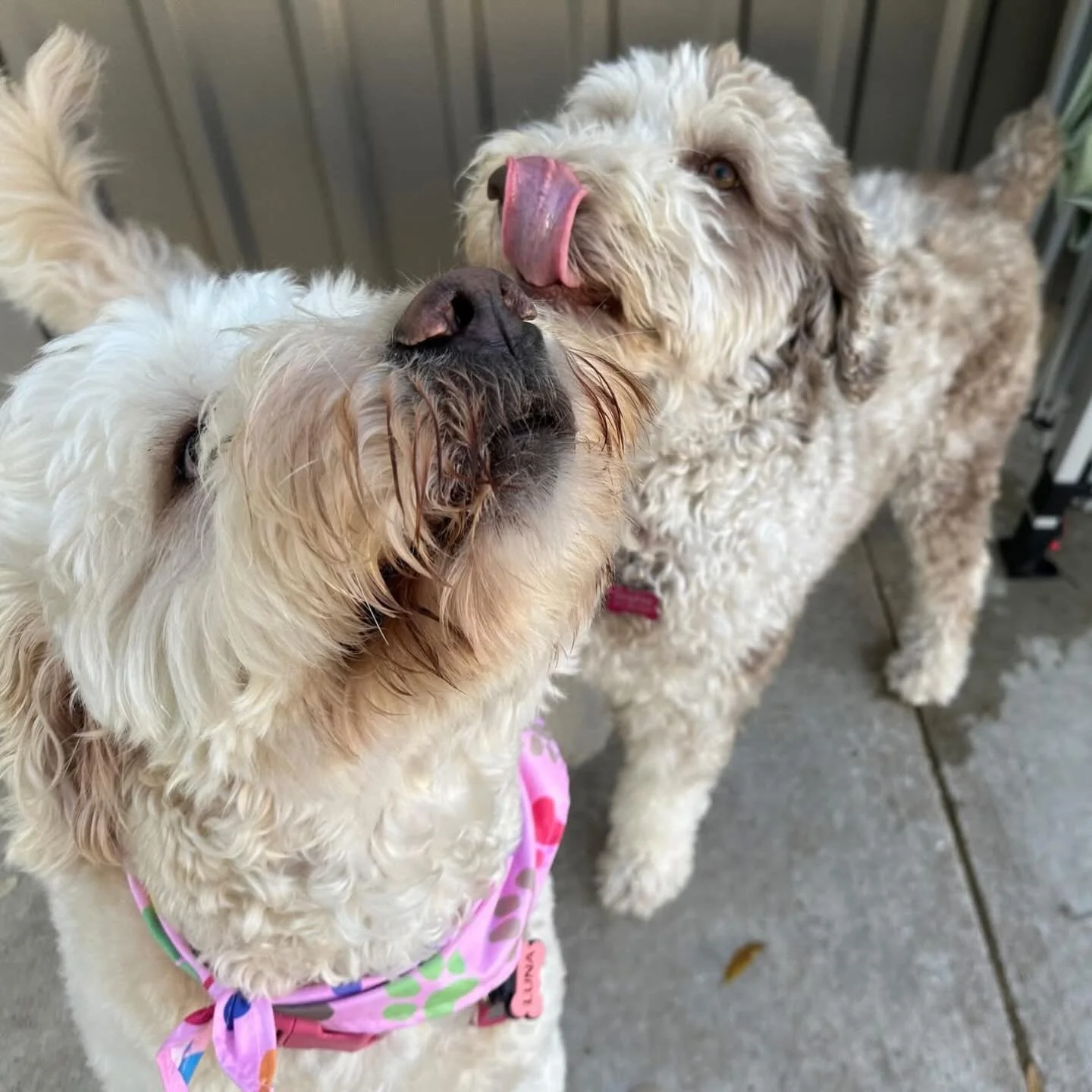 Friday the 13th here, but these pups create their own luck 🍀