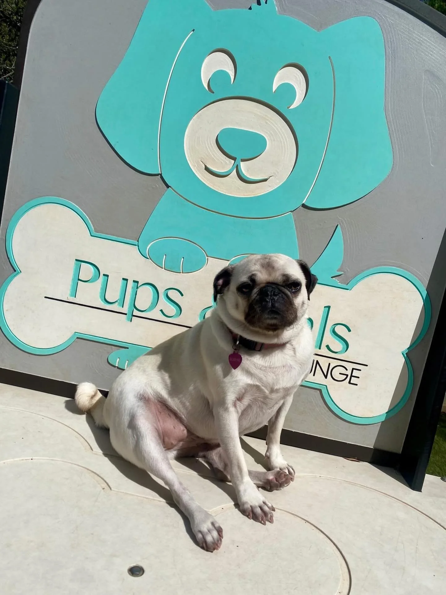 Soakin up the sun on this PAWfect Saturday 🐾💛☺️