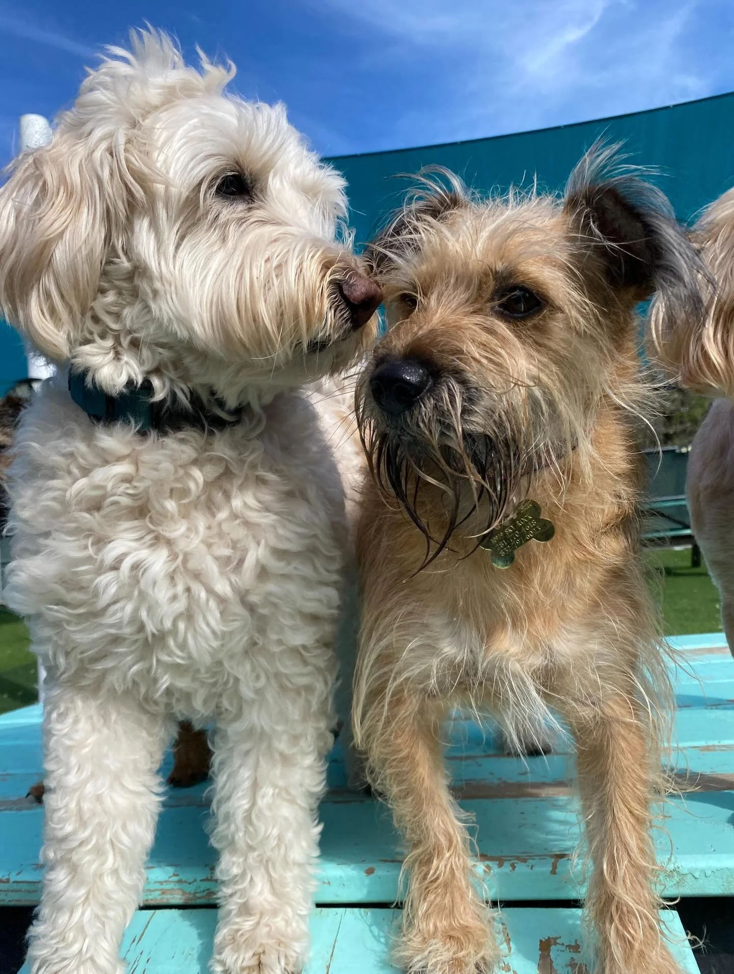 Here are some of the highlights of today&rsquo;s daycare photos! 📸

We&rsquo;re switching out to posting all of our daily photos to the Pups &amp; Pals app! We&rsquo;ll still post the highlights on Facebook &amp; Instagram, but make sure to log-in t