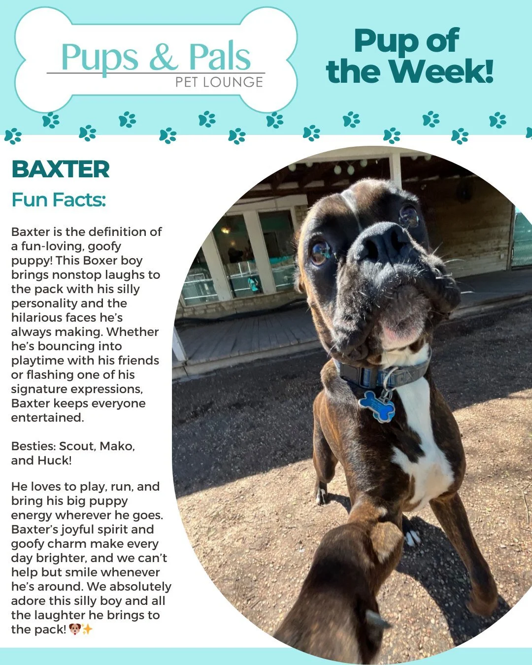 Goofy faces and nonstop fun! 🐾😆 Baxter is a playful Boxer puppy who keeps the whole pack laughing with his silly expressions and big puppy energy. Life is never boring when this goofy boy is around! 🐶✨
