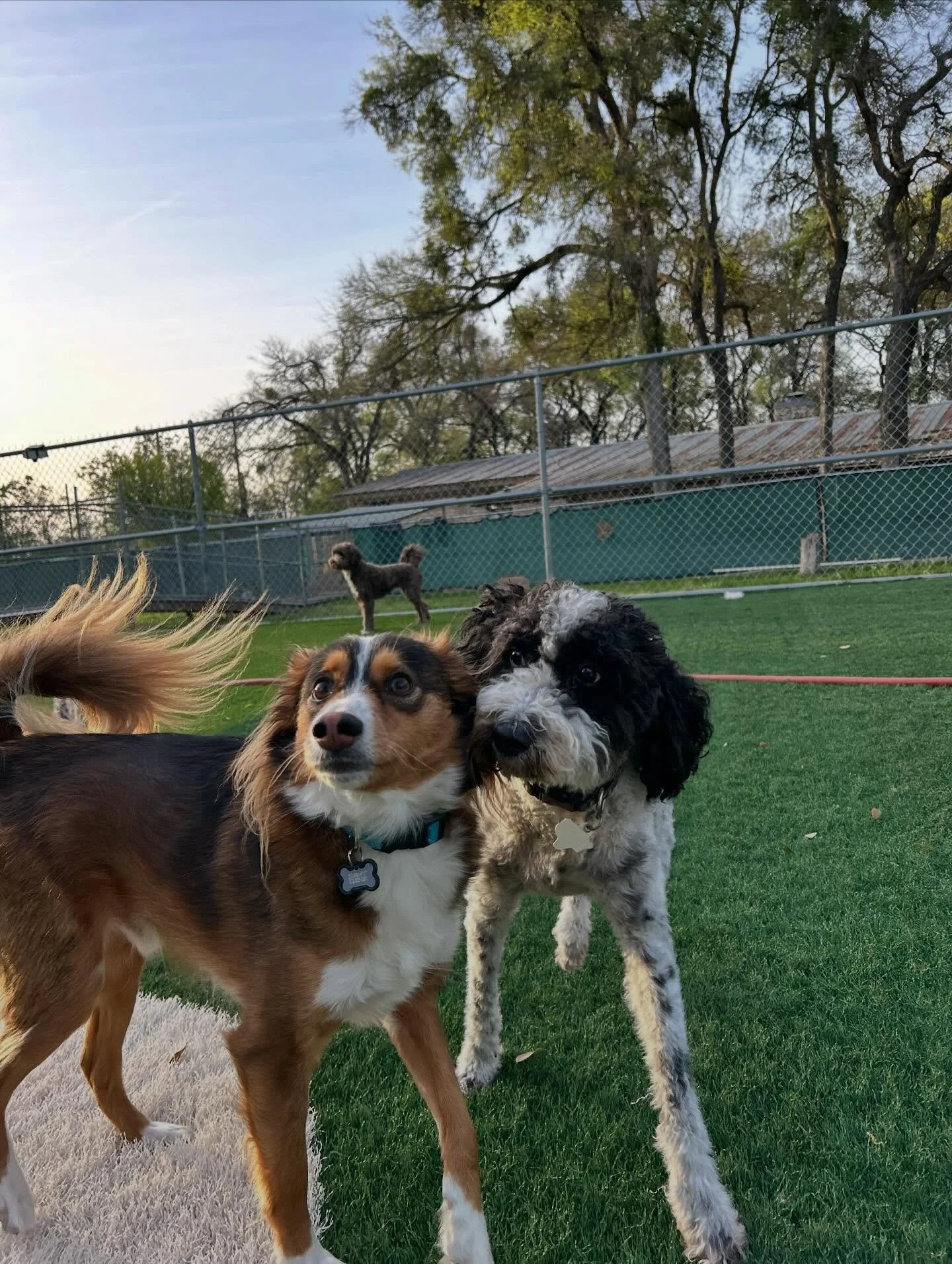 Here are some of the highlights of today&rsquo;s daycare photos! 📸

We&rsquo;re switching out to posting all of our daily photos to the Pups &amp; Pals app! We&rsquo;ll still post the highlights on Facebook &amp; Instagram, but make sure to log-in t