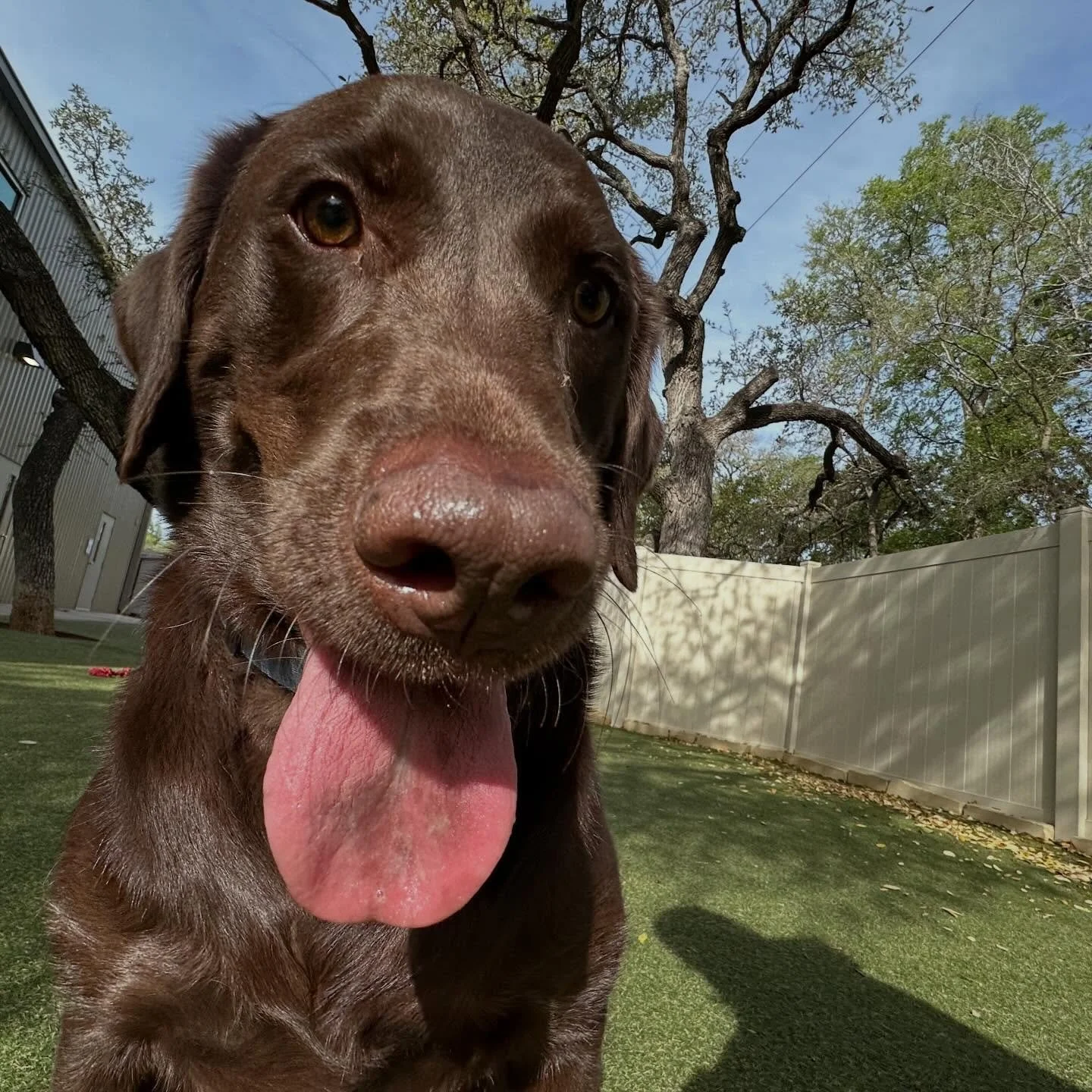 It&rsquo;s a super playful and chilly Monday here! The pups are having a blast! 🥰

We&rsquo;re transitioning to posting all of our daily photos to the Pups &amp; Pals app! We&rsquo;ll still post the highlights on Facebook &amp; Instagram, but make s