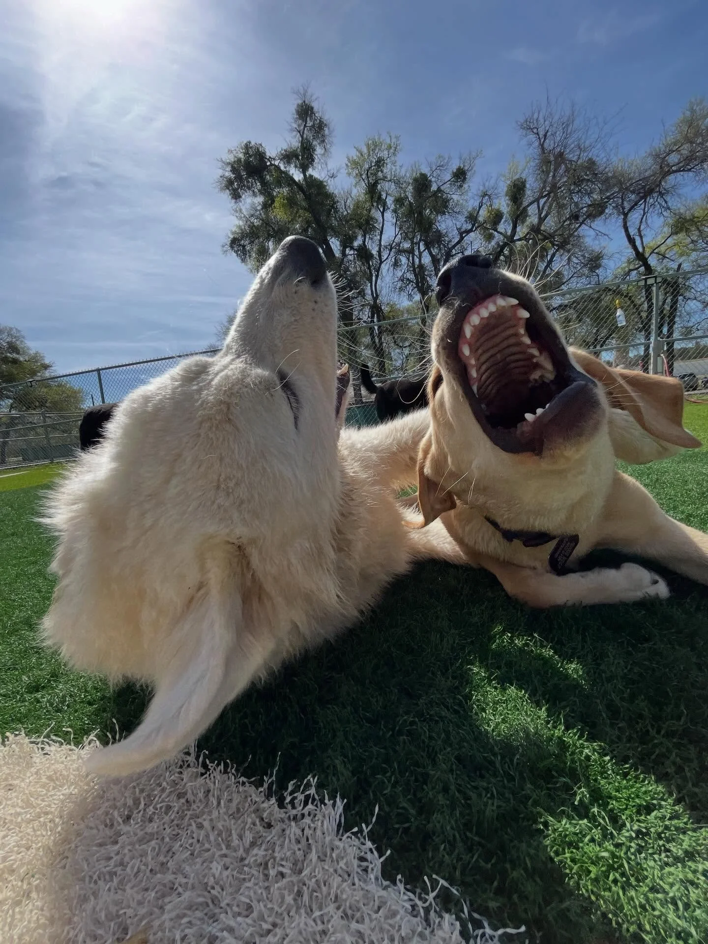 Here are some of the highlights of today&rsquo;s daycare photos! 📸

We&rsquo;re switching out to posting all of our daily photos to the Pups &amp; Pals app! We&rsquo;ll still post the highlights on Facebook &amp; Instagram, but make sure to log-in t