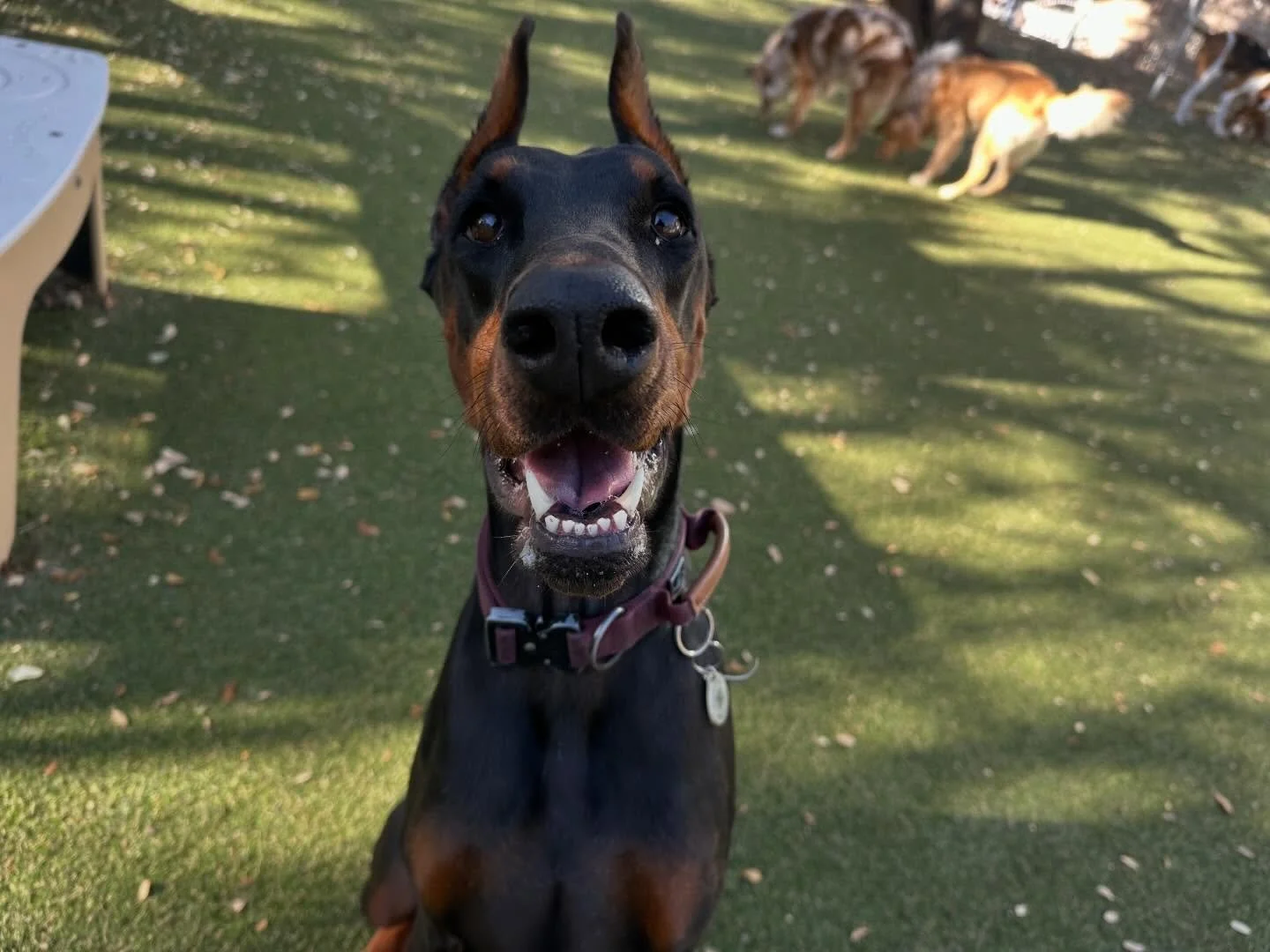 Midway through Spring Break Week and we are still playing hard! 🥰

We&rsquo;re transitioning to posting all of our daily photos to the Pups &amp; Pals app! We&rsquo;ll still post the highlights on Facebook &amp; Instagram, but make sure to log-in to