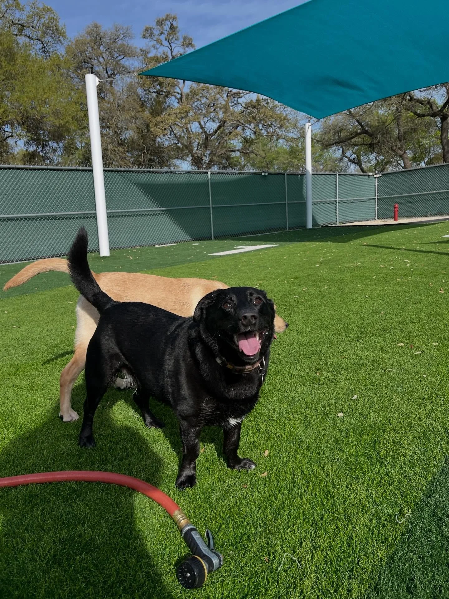 Here are some of the highlights of today&rsquo;s daycare photos! 📸

We&rsquo;re switching out to posting all of our daily photos to the Pups &amp; Pals app! We&rsquo;ll still post the highlights on Facebook &amp; Instagram, but make sure to log-in t