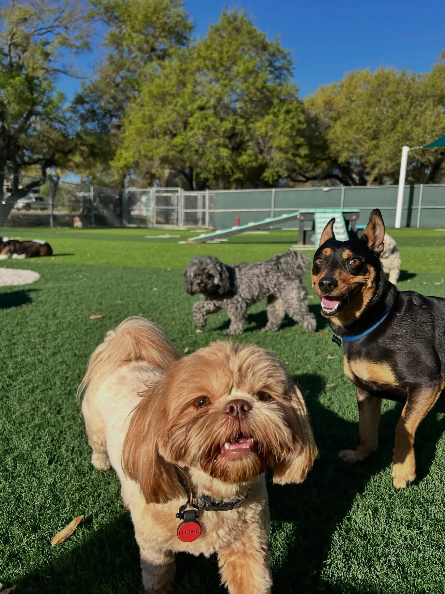 Sunbathing, daydreaming and loving every minute of it! ☀️🐾🩵 

Here are some of the highlights of today&rsquo;s daycare photos! 📸

We&rsquo;re switching out to posting all of our daily photos to the Pups &amp; Pals app! We&rsquo;ll still post the h