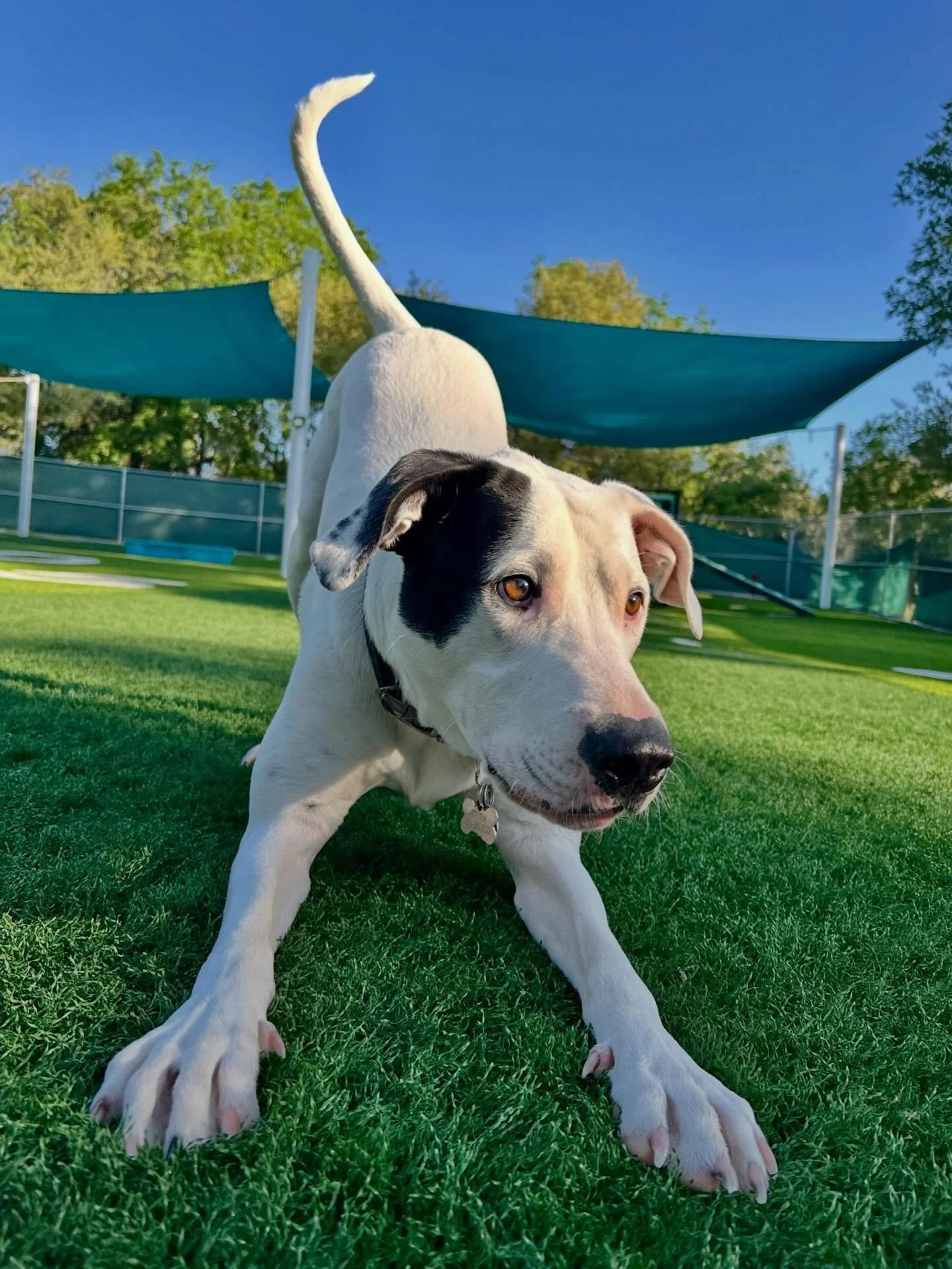 The pups are soaking up the sunshine on this beautiful spring day, we hope you are too! ☀️🐶