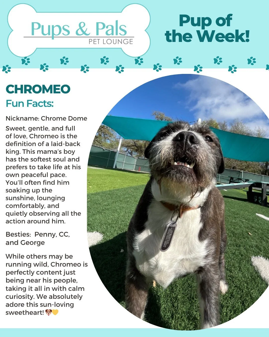 Sun, snuggles, and soft boy vibes ☀️🐾 Chromeo is our gentle mama&rsquo;s boy, happiest lounging in the sunshine and quietly taking it all in. Sweet, calm, and oh-so-lovable 💛🐶✨