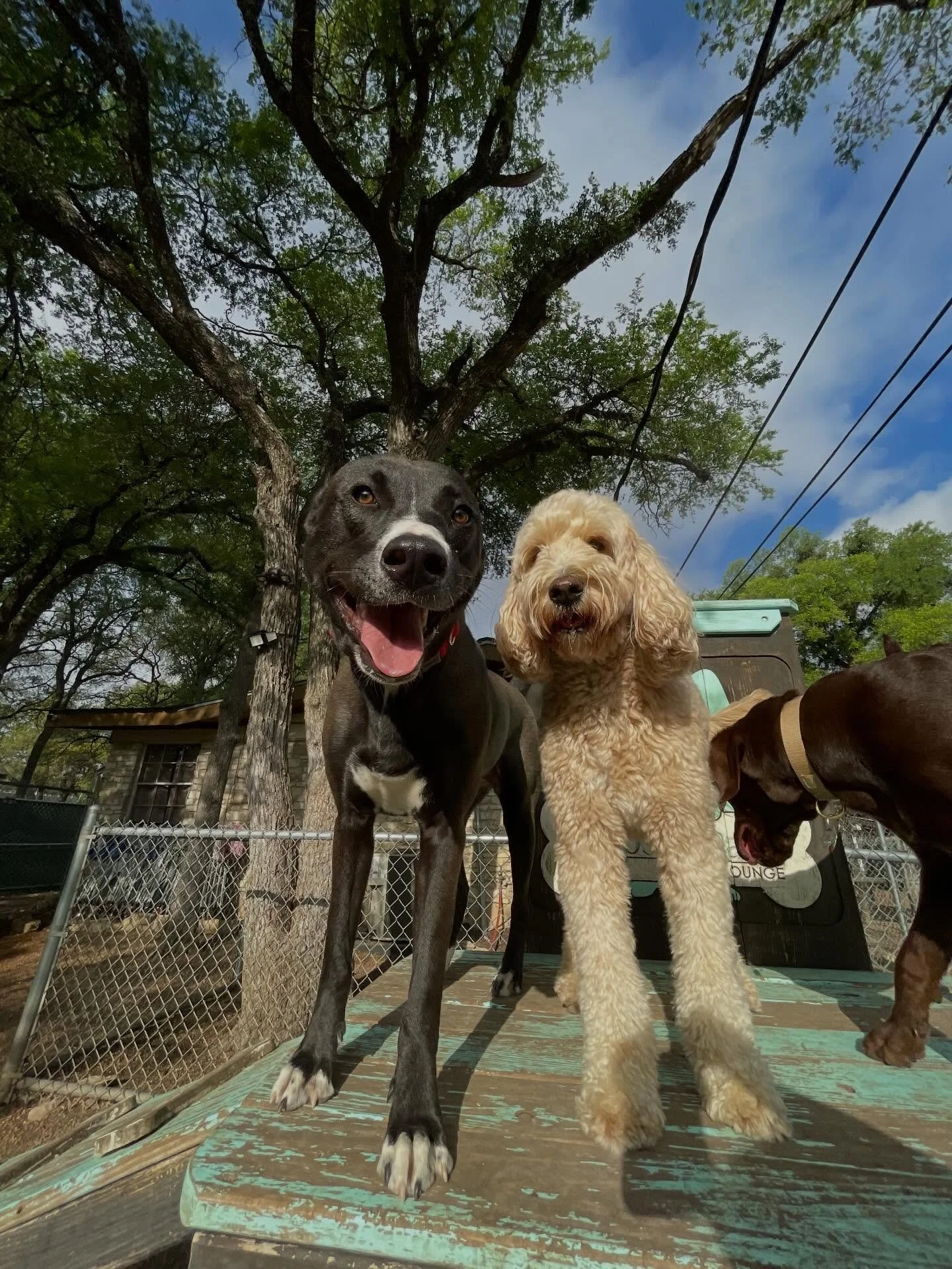 Hope everyone is having a pawfect Monday! The suns out which means tongues are out, tails are wagging and zoomies are at full speed!☀️🐶