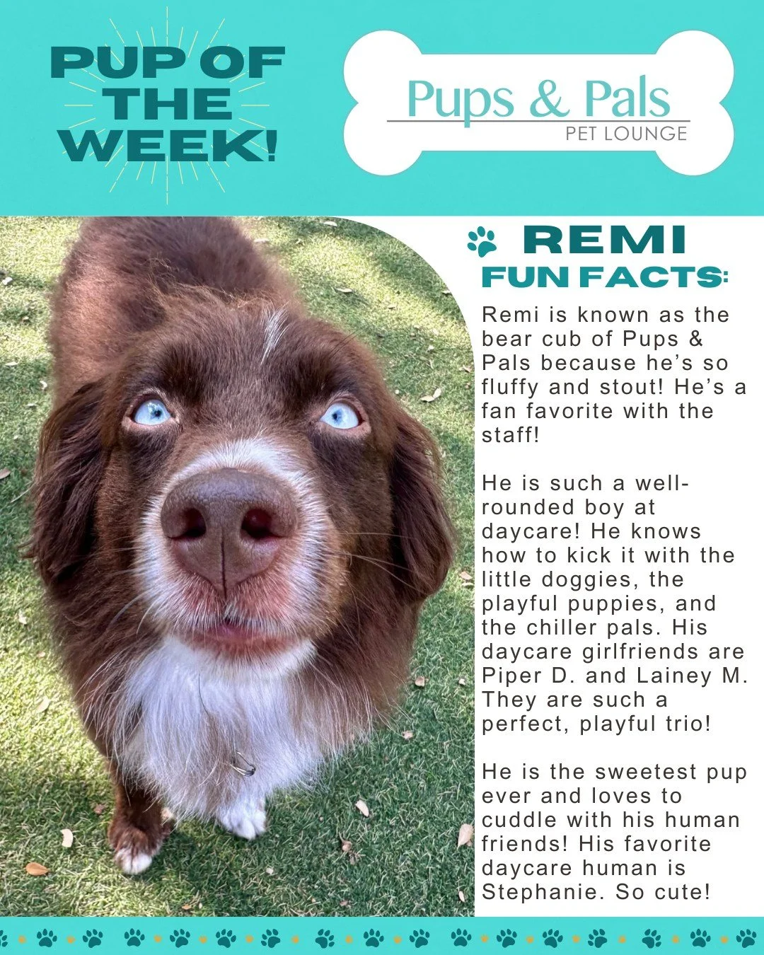 🐾💙 Check out this week's Pup of the Week: Remi! 💙🐾