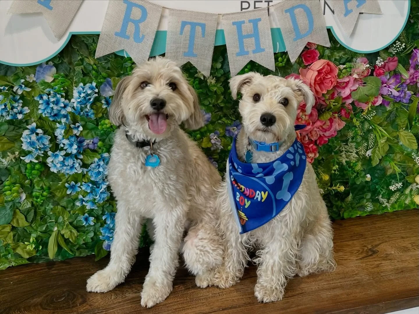 What a wonderful Tuesday with our pups! 😄🩵 Happy 1st Birthday to Mr. Buttons!

#pupsandpalssouthpark #pupsandpalspetlounge