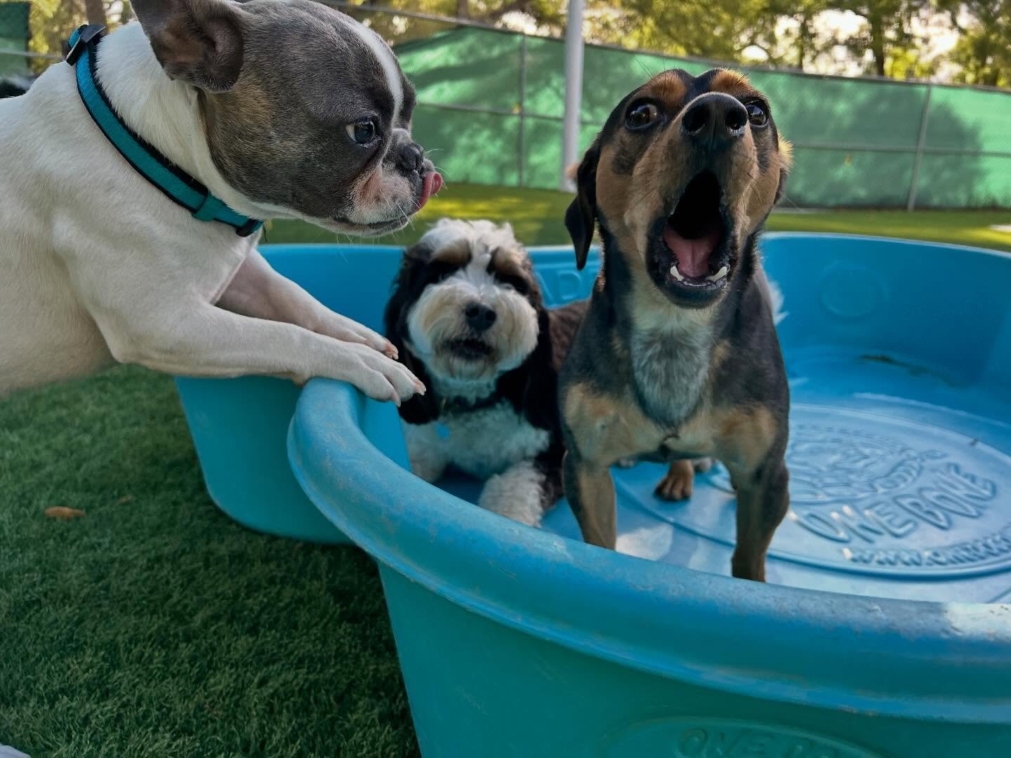 Happy Tuesday everybody! ☀️ Here are just a few of our favorite photos from today, make sure to go check out the rest on your Pups &amp; Pals app!🩵