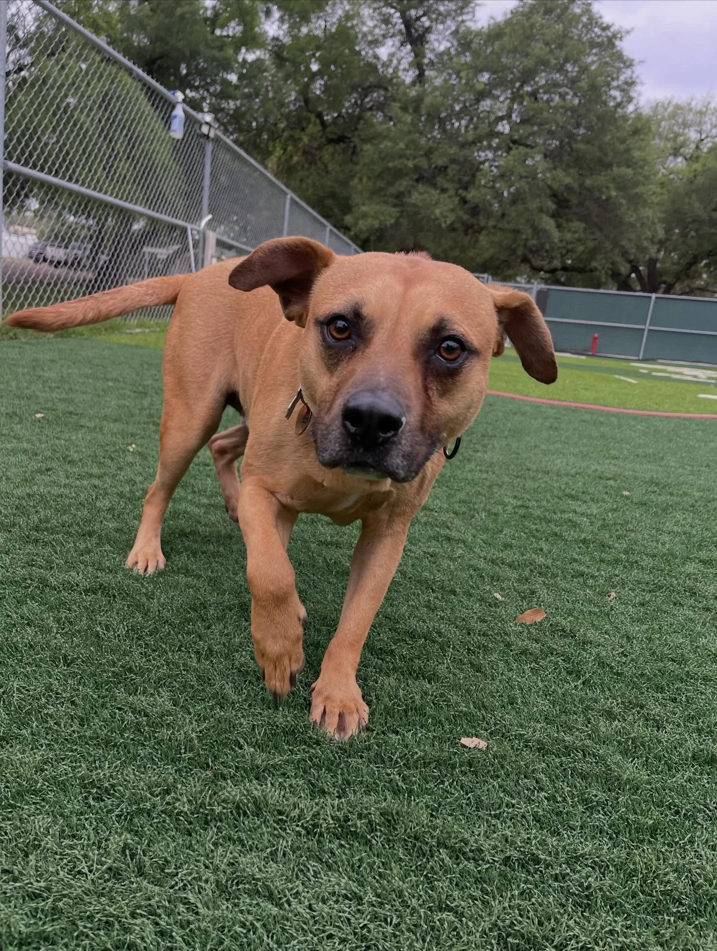 Big celebrations today!!! We have Simon joining the pack and we welcome him with wagging tails, and we are celebrating not 1 but 2 birthdays today!! Happy birthday Leon and Oakley!! 🐾🥳🐶🩵 

Here are some of the highlights of today&rsquo;s daycare 