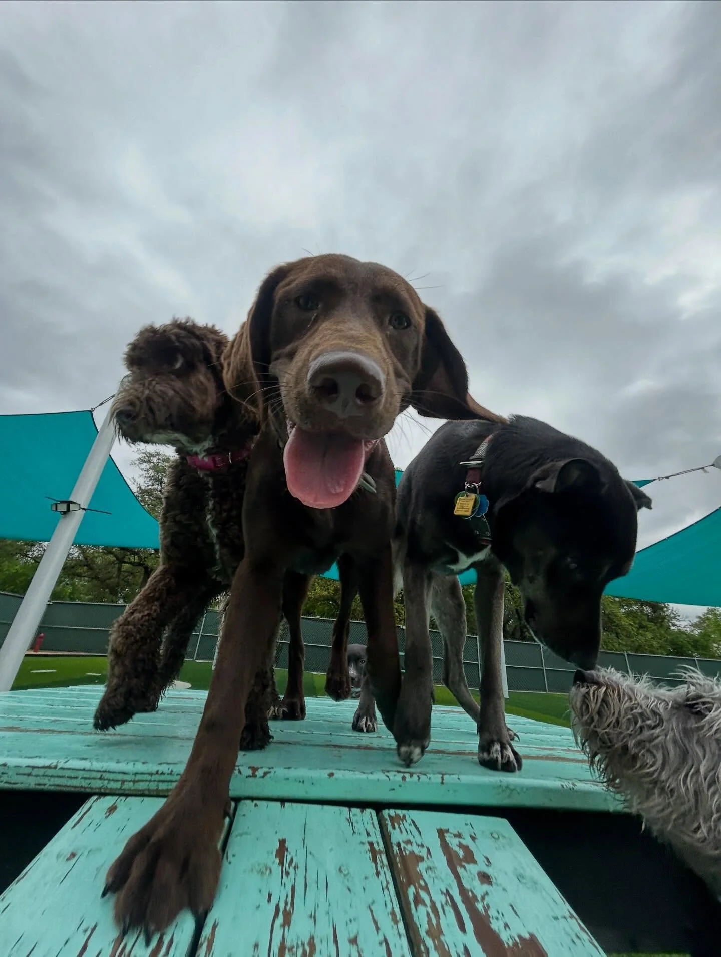 🩵🐶🌧️ The fun never stops! Not even for a little rain! 🌧️ 🐶🩵

Here are some of the highlights of today&rsquo;s daycare photos! 📸

We&rsquo;re switching out to posting all of our daily photos to the Pups &amp; Pals app! We&rsquo;ll still post th