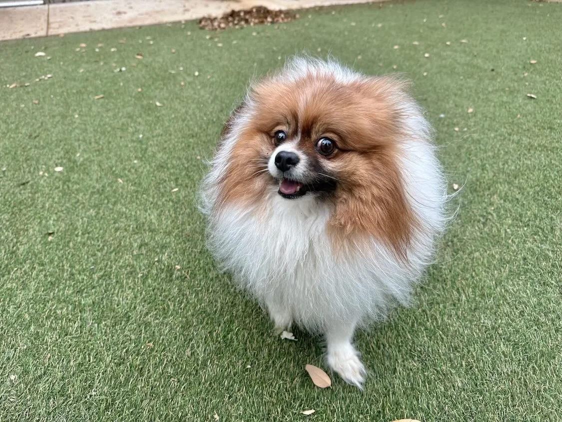 Happy Friday from our wonderful pups 😍 We can sniff that the Easter bunny is close! 🐰🩵