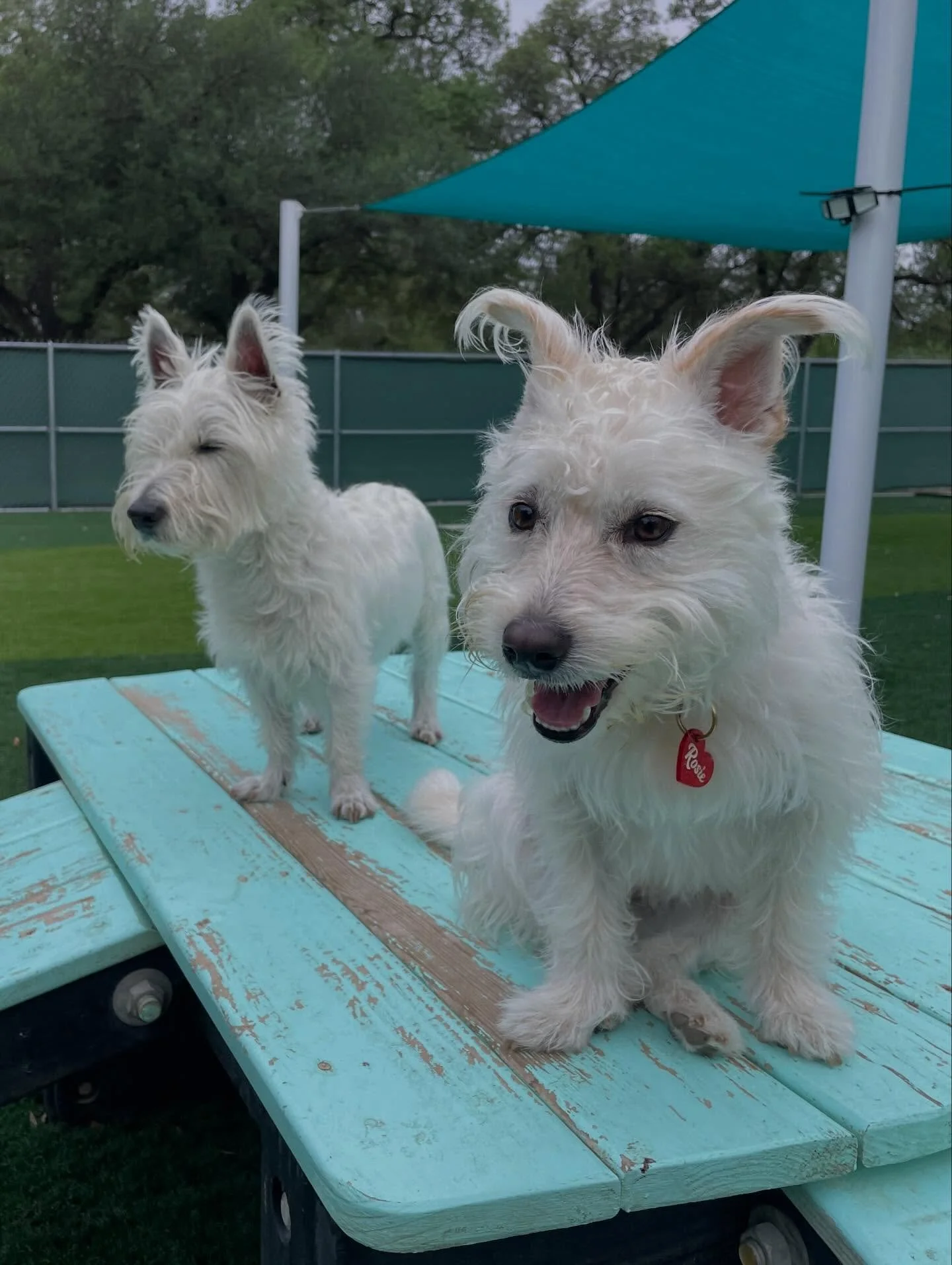 We&rsquo;re excited to kick off the Easter Weekend with some of the cutest pups in ATX! 🐰🐶🐾🩵

✨Make sure you check the Pups &amp; Pals App to see all of your pup&rsquo;s photos for the day!🩵